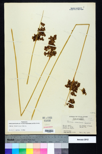 Juncus roemerianus image