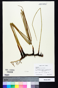 Juncus roemerianus image