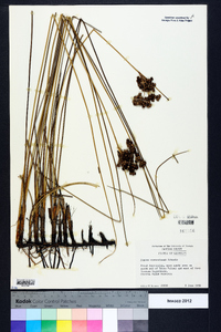 Juncus roemerianus image