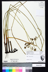 Juncus roemerianus image