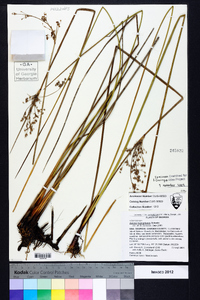 Juncus roemerianus image