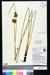 Juncus roemerianus image