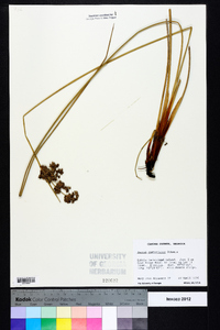 Juncus roemerianus image