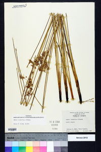 Juncus roemerianus image