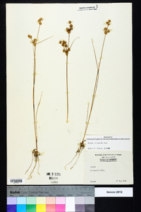 Juncus scirpoides image