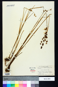 Juncus scirpoides image