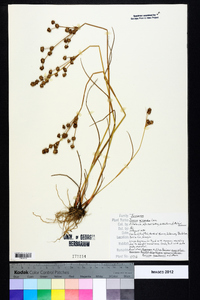 Juncus scirpoides image