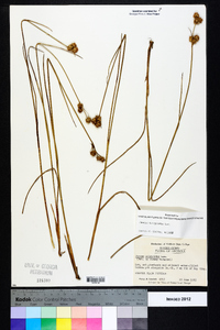 Juncus scirpoides image