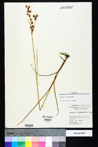 Juncus scirpoides image