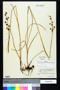 Juncus scirpoides image