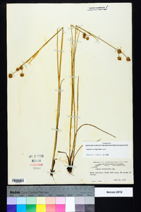 Juncus scirpoides image