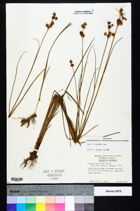 Juncus scirpoides image