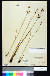 Juncus scirpoides image