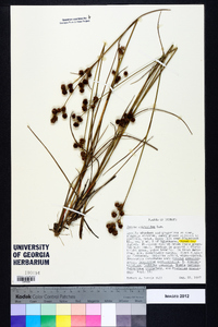 Juncus scirpoides image