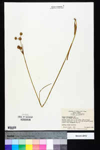 Juncus scirpoides image