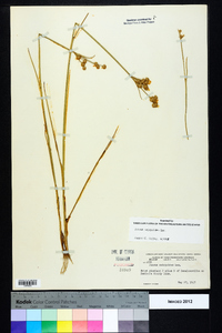 Juncus scirpoides image