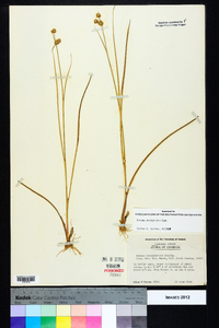 Juncus scirpoides image