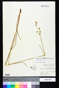 Juncus scirpoides image