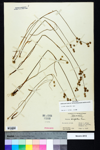 Juncus scirpoides image