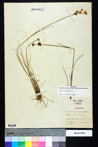 Juncus scirpoides image