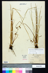 Juncus scirpoides image