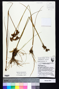 Juncus scirpoides image