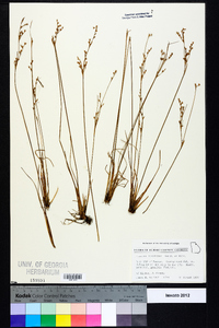 Juncus secundus image