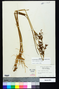 Juncus trigonocarpus image