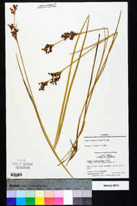 Juncus trigonocarpus image