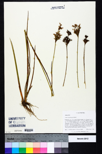 Juncus trigonocarpus image