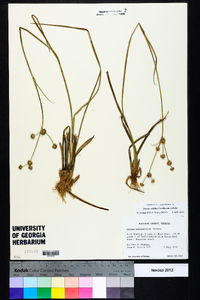 Juncus validus image