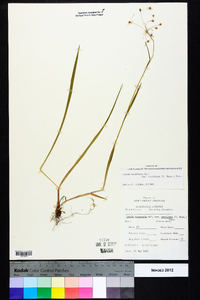 Luzula acuminata var. carolinae image