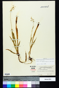 Luzula acuminata var. carolinae image