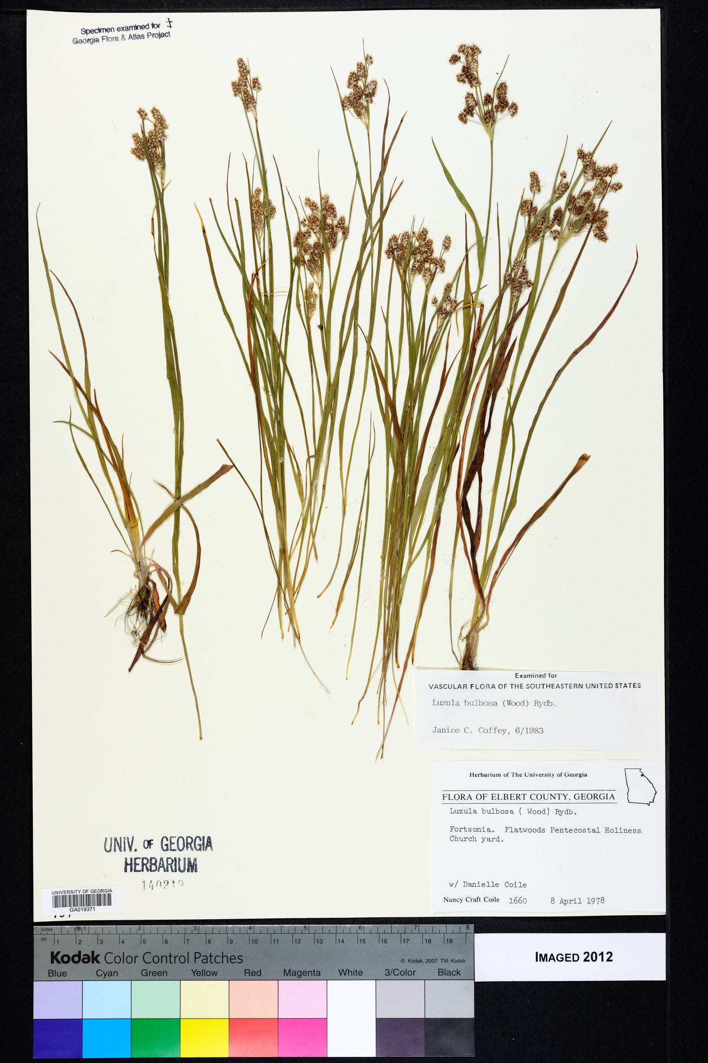 Luzula bulbosa image