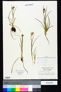 Luzula bulbosa image