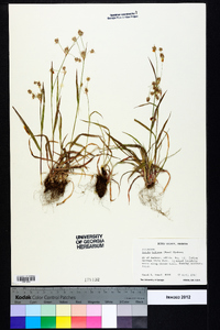 Luzula bulbosa image