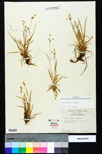 Luzula bulbosa image