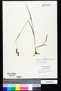 Luzula bulbosa image