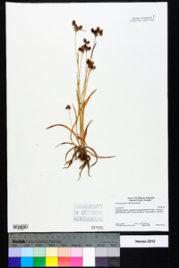 Luzula bulbosa image