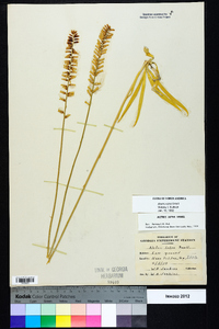 Aletris lutea image