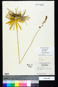 Aletris lutea image