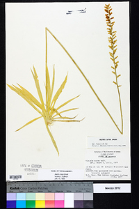 Aletris lutea image