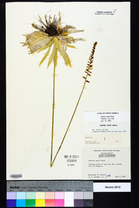 Aletris lutea image