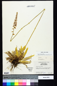 Aletris lutea image