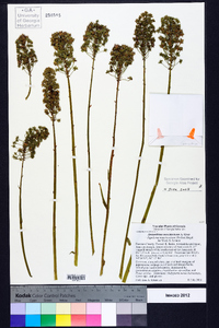 Amianthium muscitoxicum image