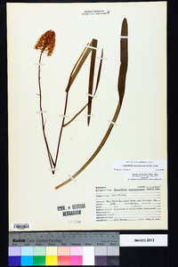 Amianthium muscitoxicum image