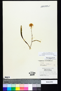 Amianthium muscitoxicum image