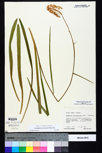 Amianthium muscitoxicum image