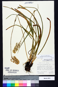 Amianthium muscitoxicum image