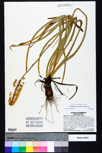 Amianthium muscitoxicum image